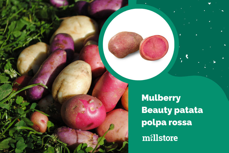 Mulberry Beauty patata polpa rossa