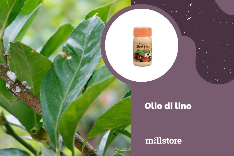 Olio di lino - rimedi orto biologico