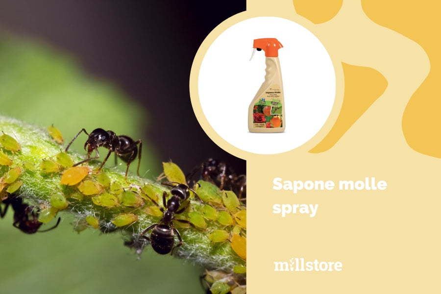 Sapone molle spray - rimedi biologici per orto