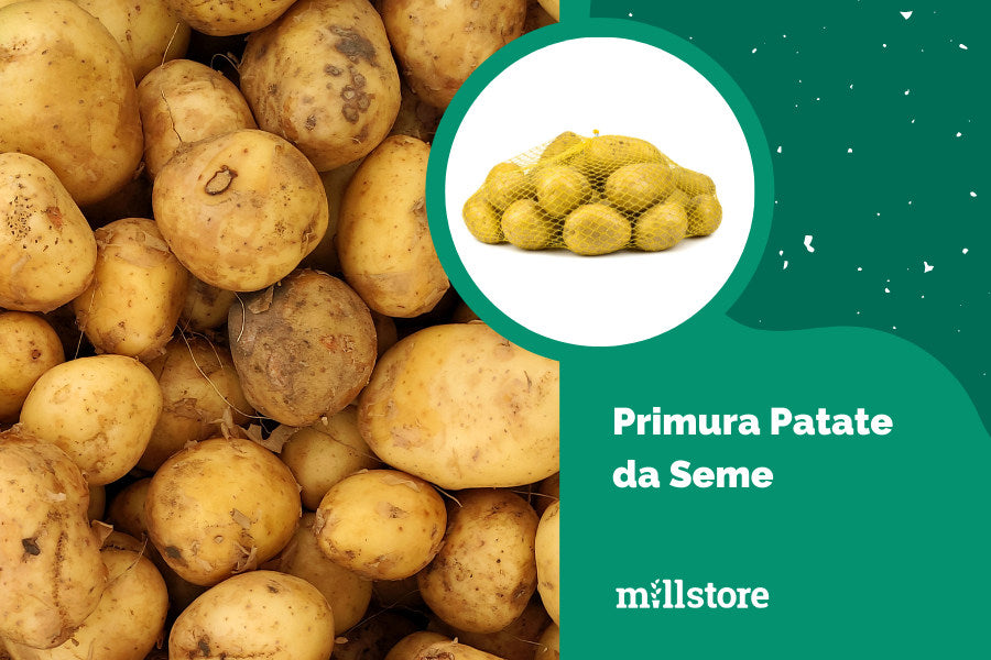 Le 4 migliori varietà di patate da semina: le proposte di Millstore —