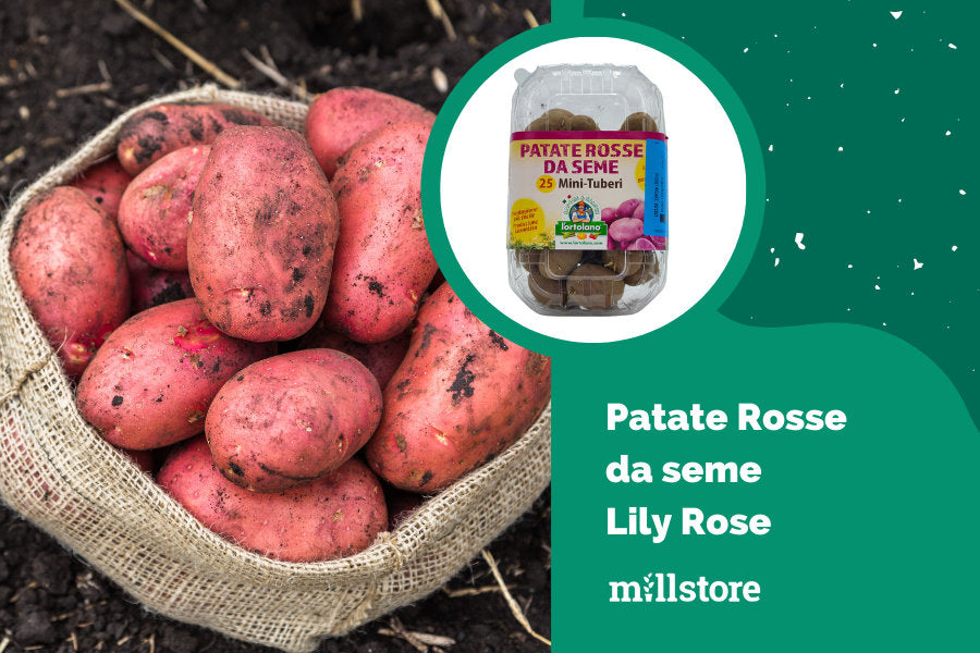 Patate rosse da seme lily rose