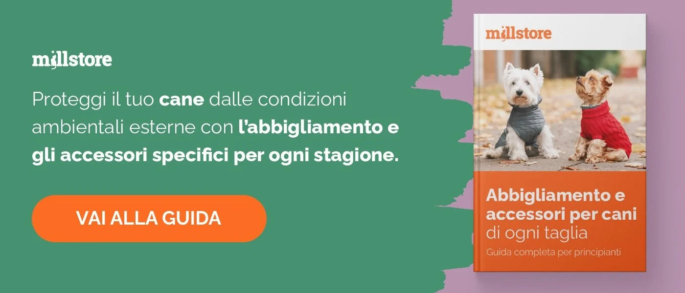 5 Migliori giochi per gatti per divertirti giocando con il tuo amico a —