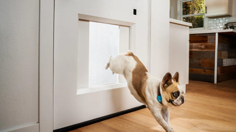 Dog Kennel door