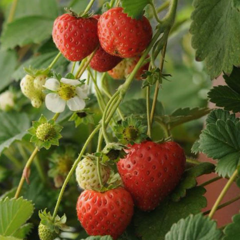 Strawberries hanging from plant with blossom