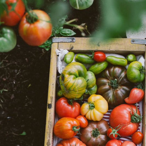 Green, yellow and red tomatoes