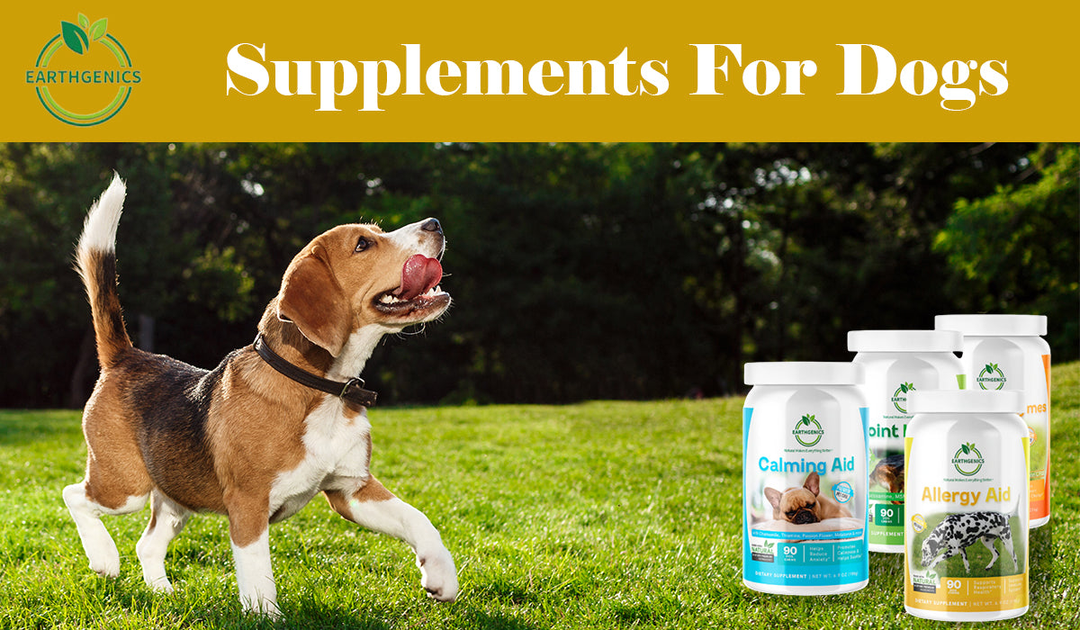 best supplements for dogs