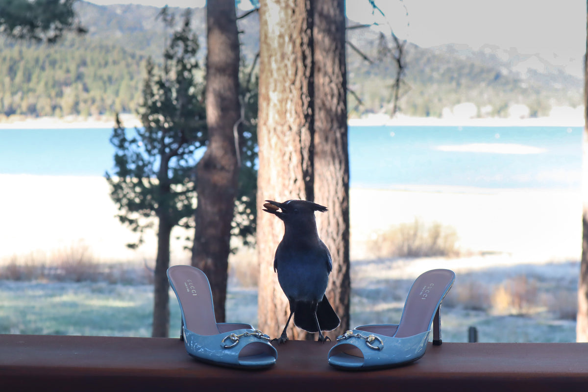 stellar jay in the middle of gucci blue patent leather horsebit heeled slides