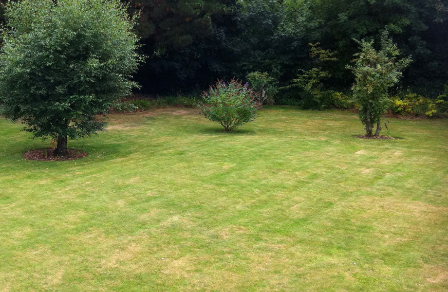 patchy lawn