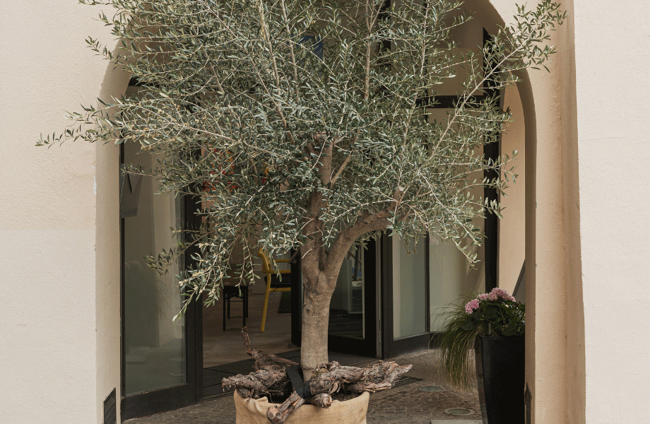 image of a tree in a light taupe archway with light brown pavings for a neutral garden colour scheme