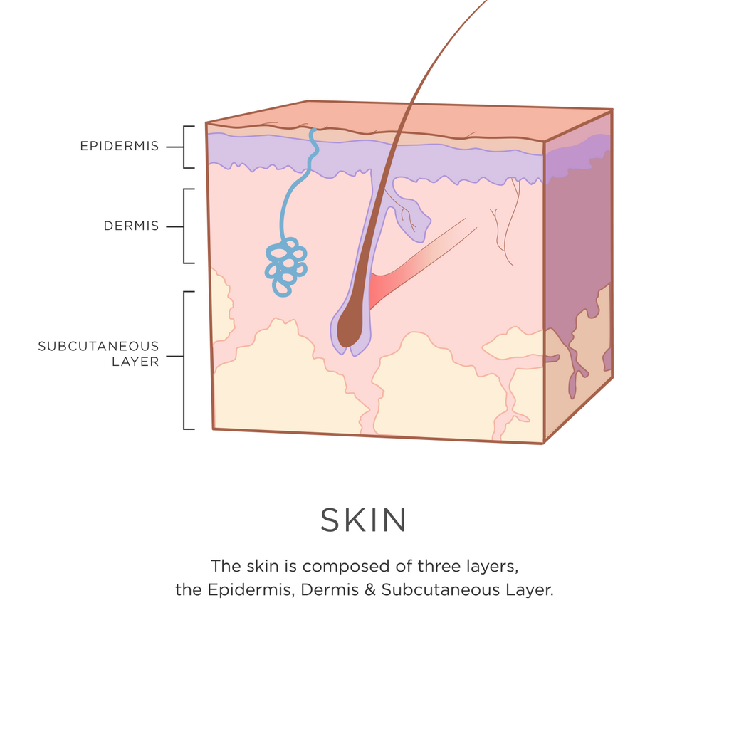 Skin Chart