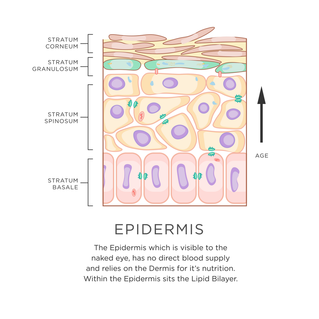 Epidermis Layer
