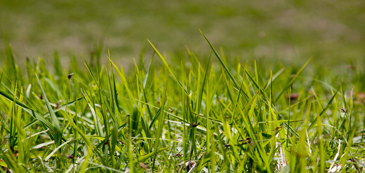 How Long Does It Take For Grass Seed To Grow?