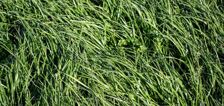 Everything to Know About Growing Tall Fescue Grass