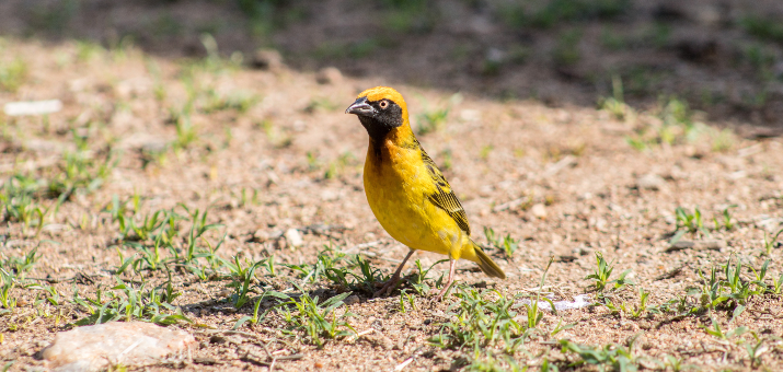 Birds Eating Your Grass Seeds