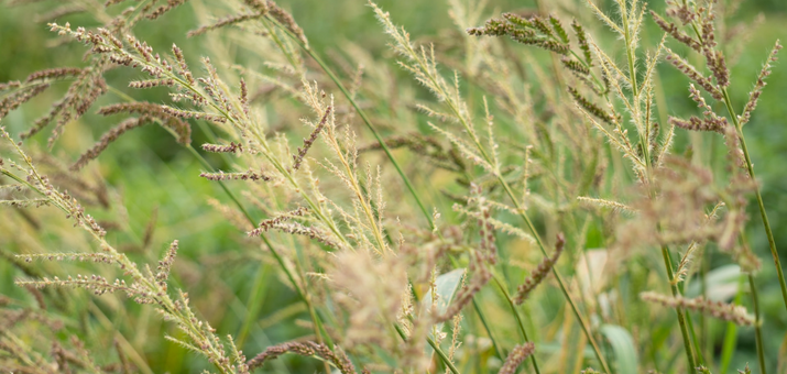 What is Perennial Ryegrass