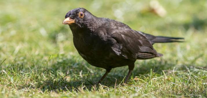 Do Birds Really Eat Grass Seed
