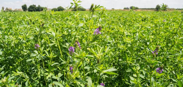 field of alfalfa