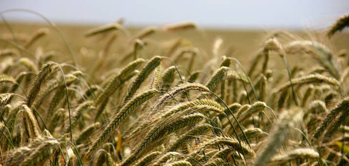 field of rye