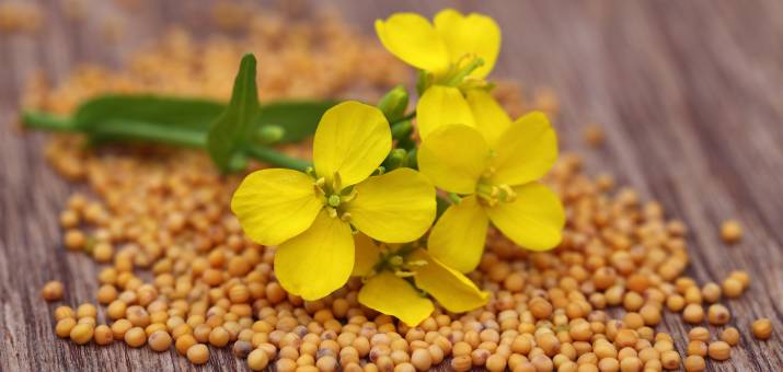 flowers on flower seeds