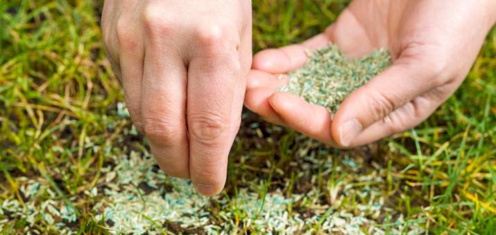 Benefits Of Using Fresh Grass Seed