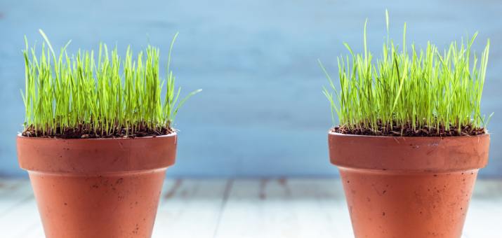 grass growing in two pots