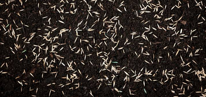grass seed dirt