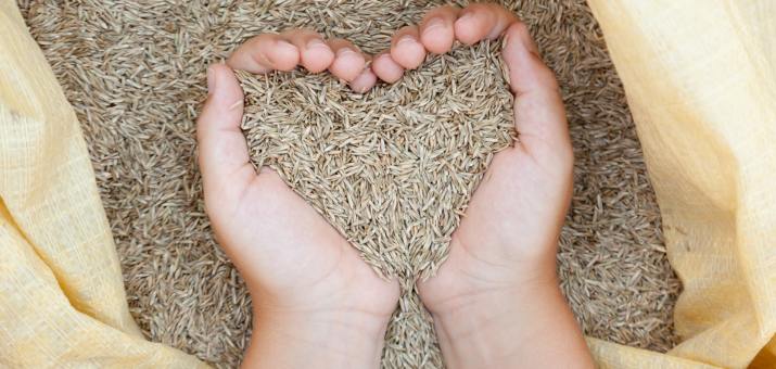 holding grass seeds in the shape of a heart