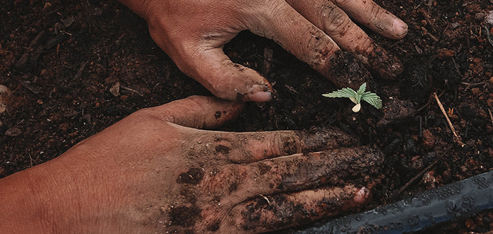 Plant Grass Seed in Shady Areas