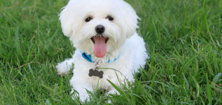 little white dog laying on grass