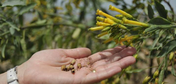 mustard plant