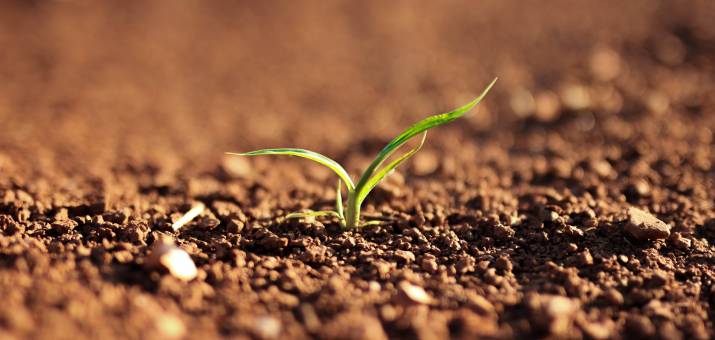 spouting grass seed