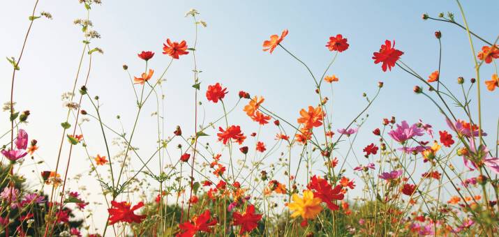 tall flowers in front of sky