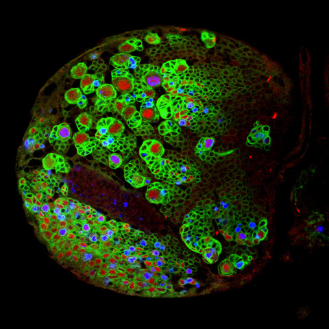 Fruit fly brain stem cells