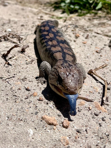 A blue-tongued skink visits the abalone farm