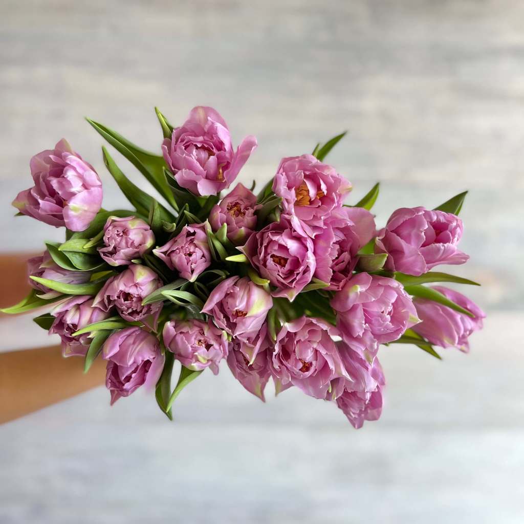 Tulipanes Morados y Lilas. Tulipanes a domicilio con envío gratis. –  Florbox Flores a domicilio