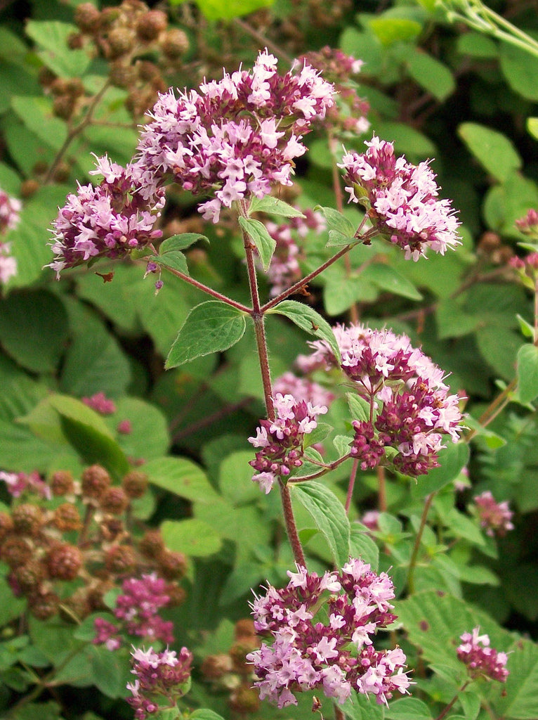 Marjolaine à Fleurs violettes – Arômes et Fruits