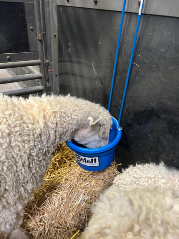 Sydell Feeding Bucket and Wire Hanger