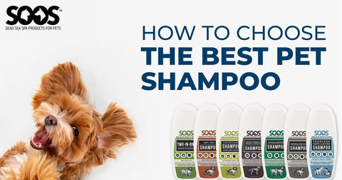 how to choose best pet shampoo