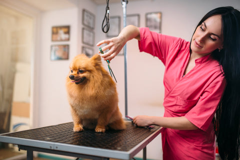 Dog Grooming USA dog groomer