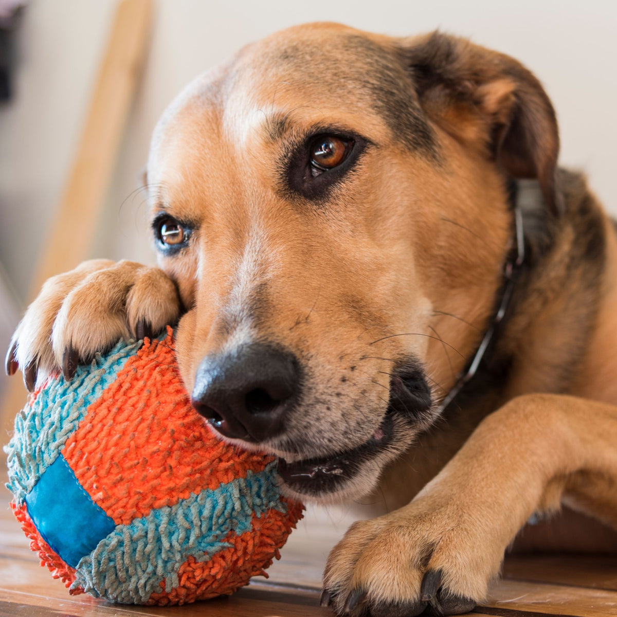 Dog Daycare South Florida