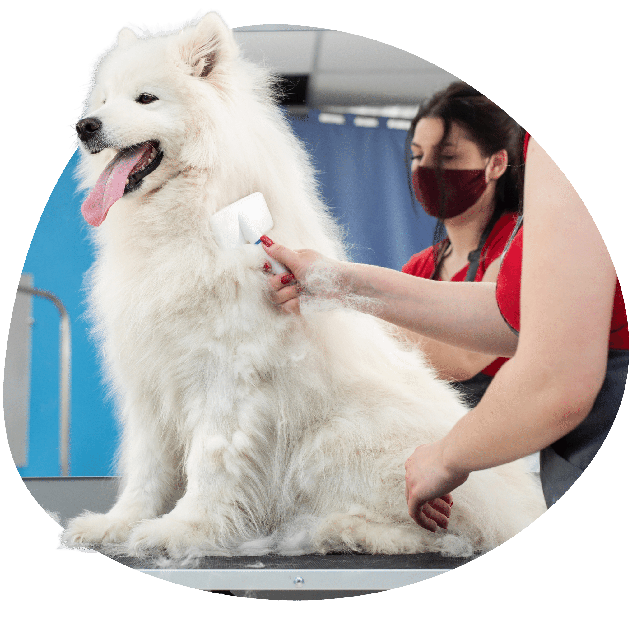 Best Dog Grooming School Miami