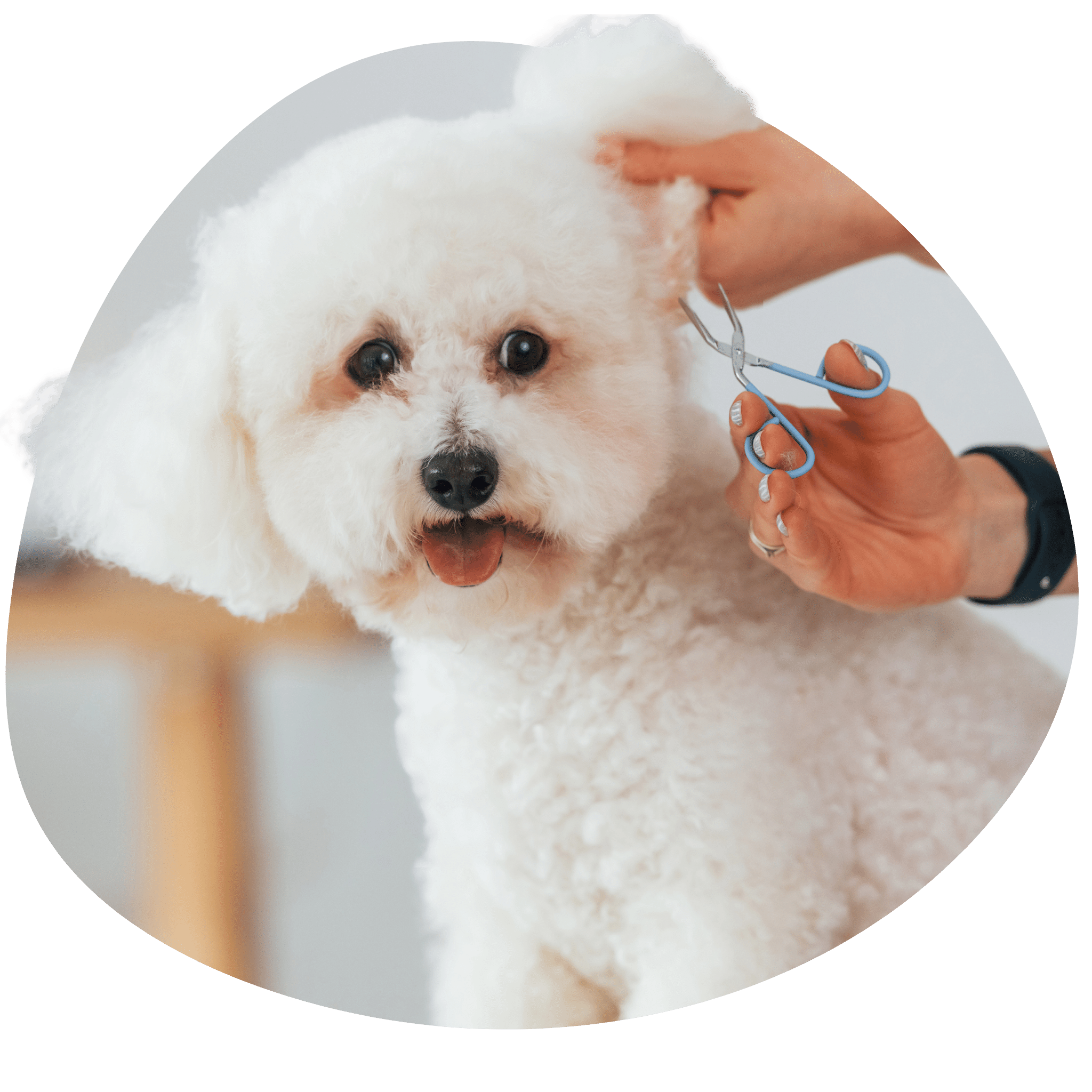 Florida Dog Grooming School