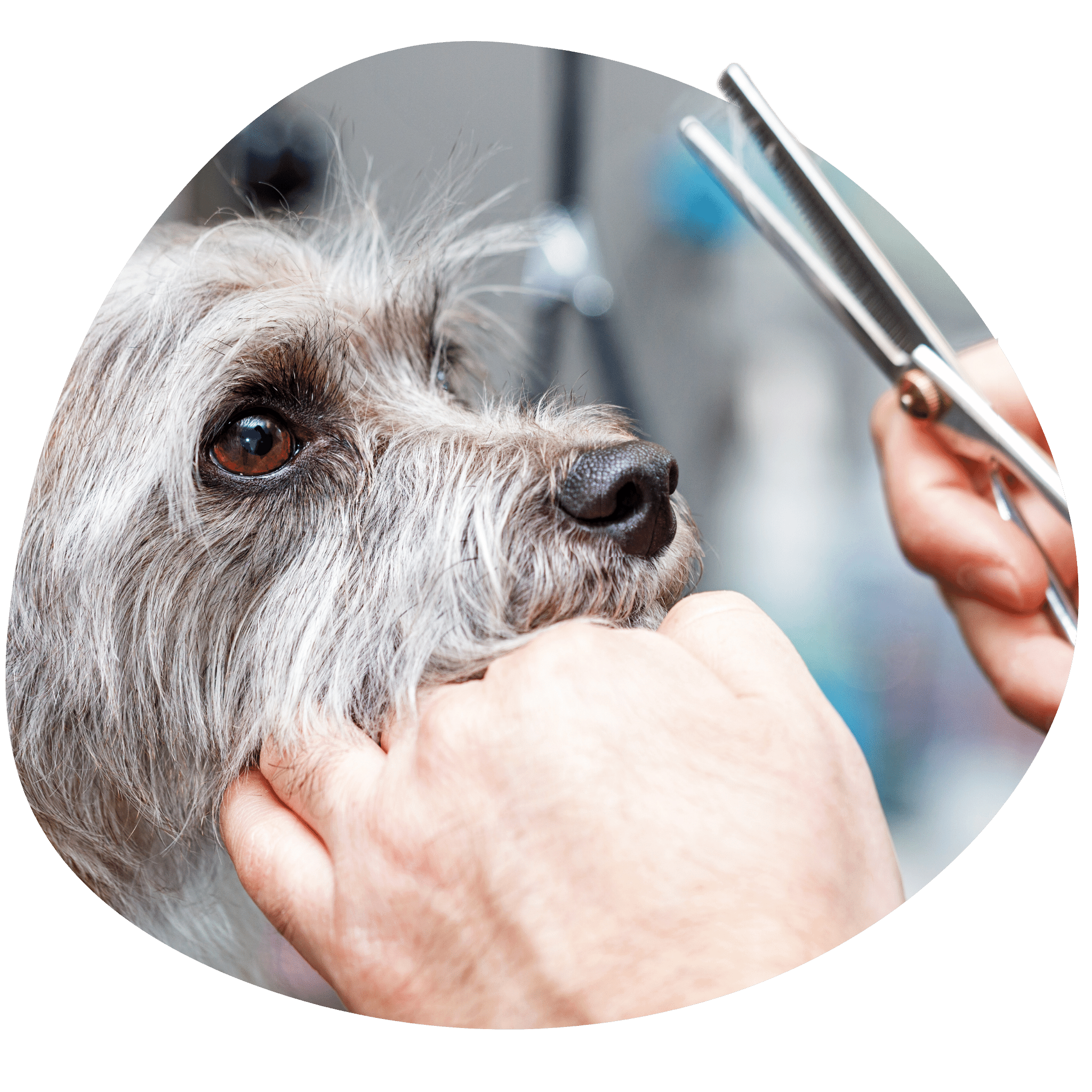 Pet Grooming School