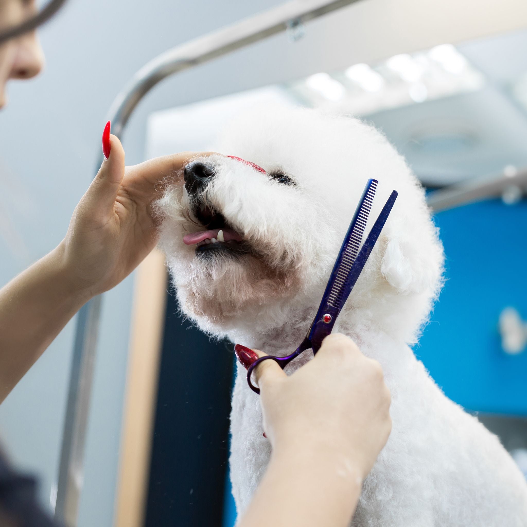 Pet Groomer Miami