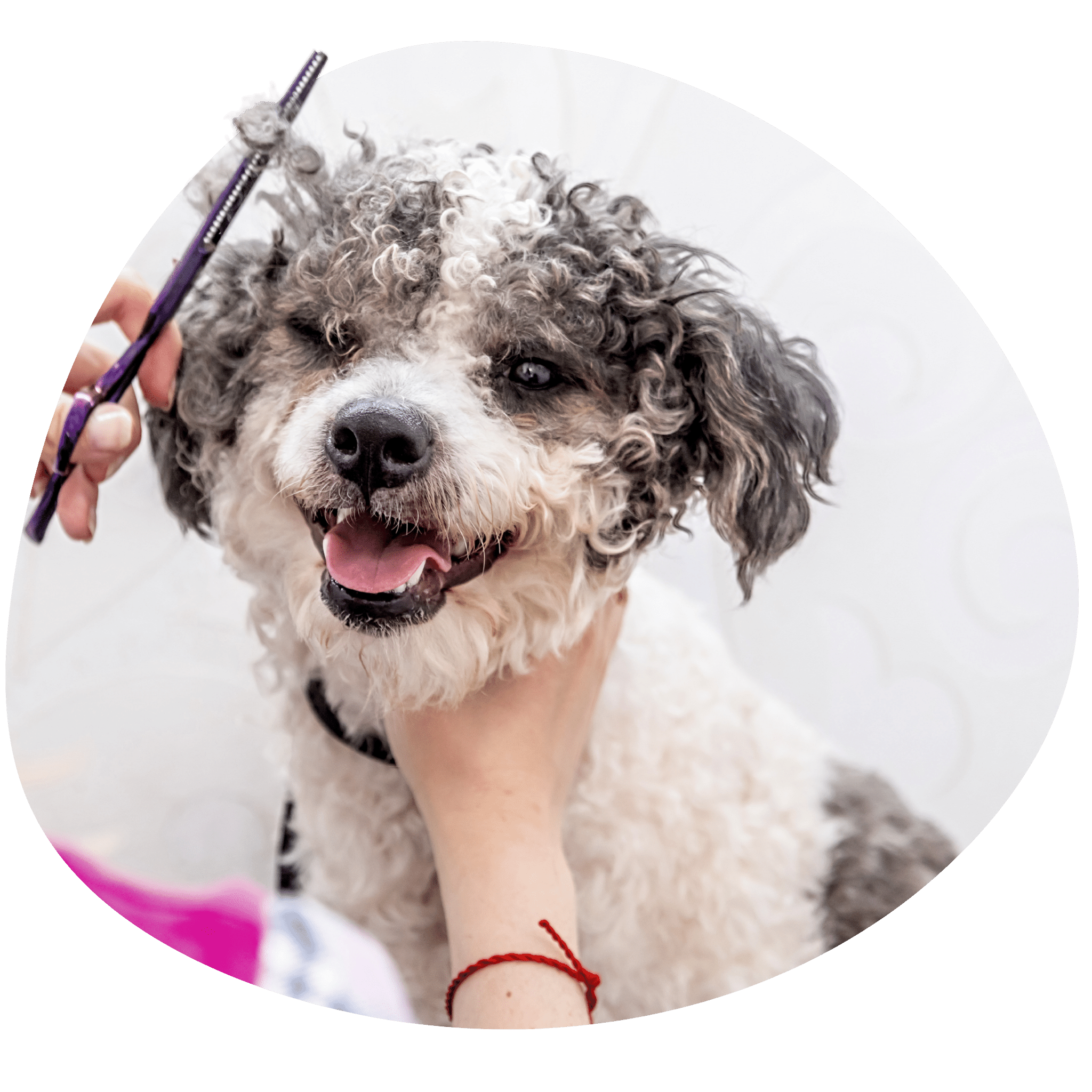 Pet Groomer Artist Academy Dog Grooming USA & Dog Groomer Academy