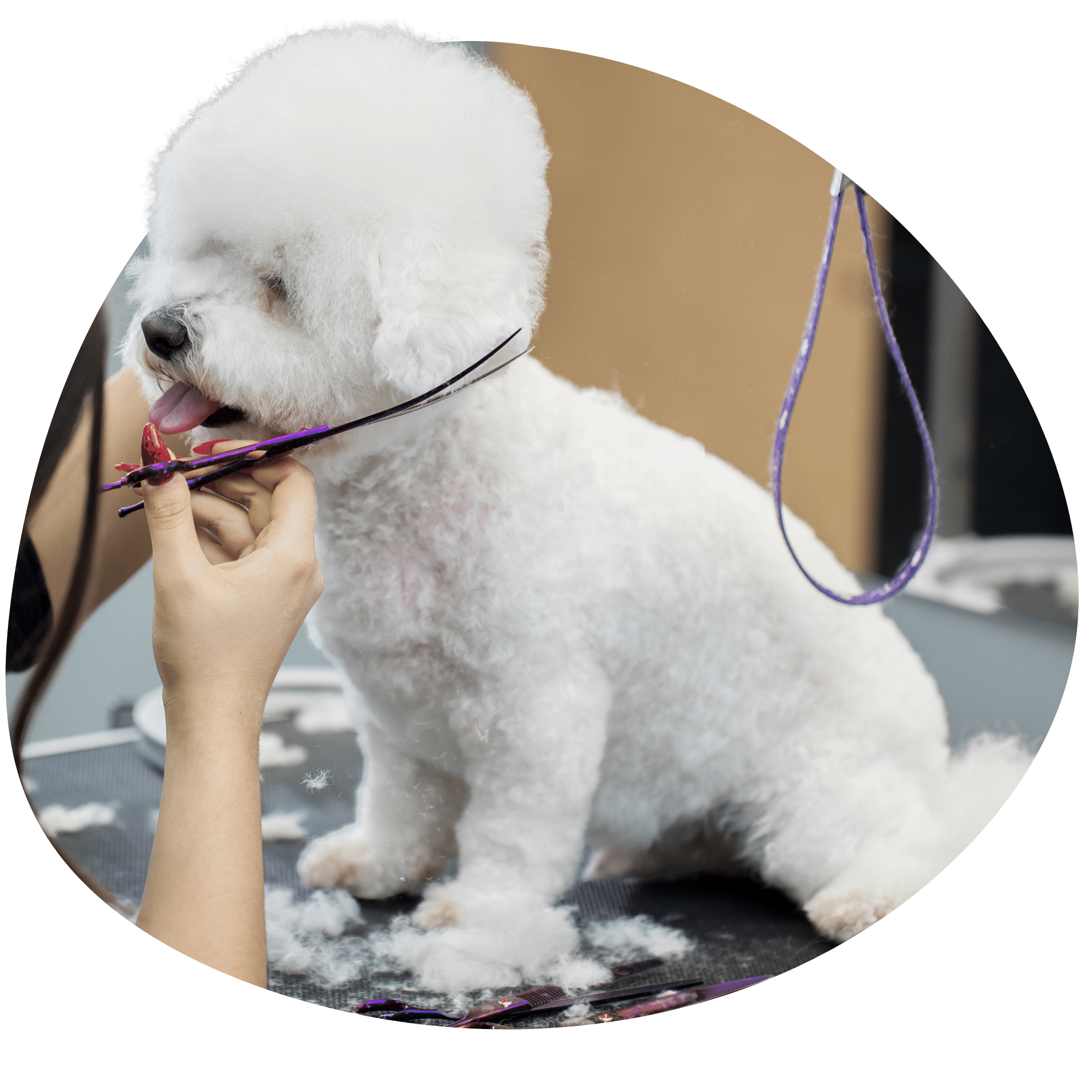 Dog Grooming School Miami