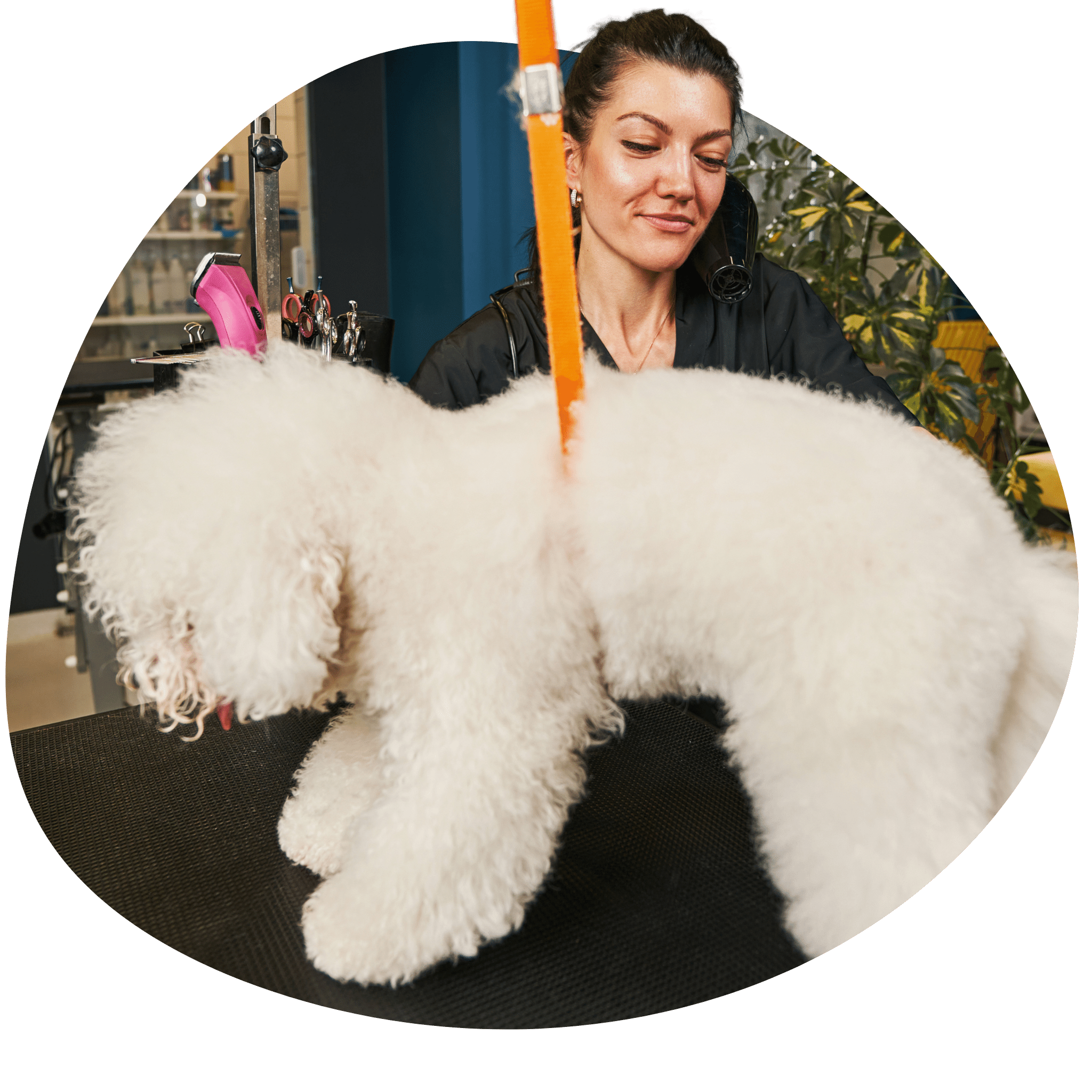 Dog Grooming USA & Groomer Artist Academy Dog Grooming USA & Dog