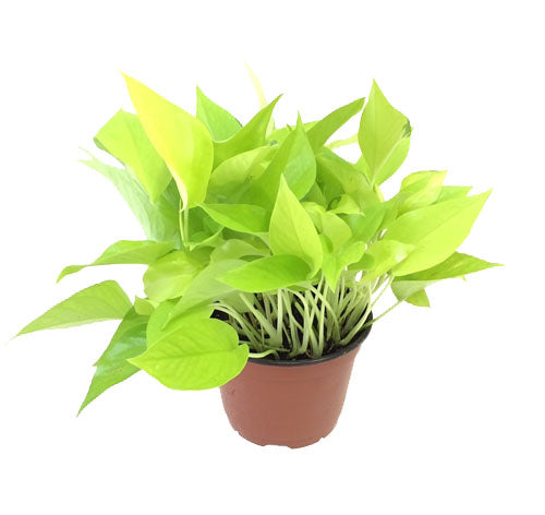 Neon Pothos 6" Pot