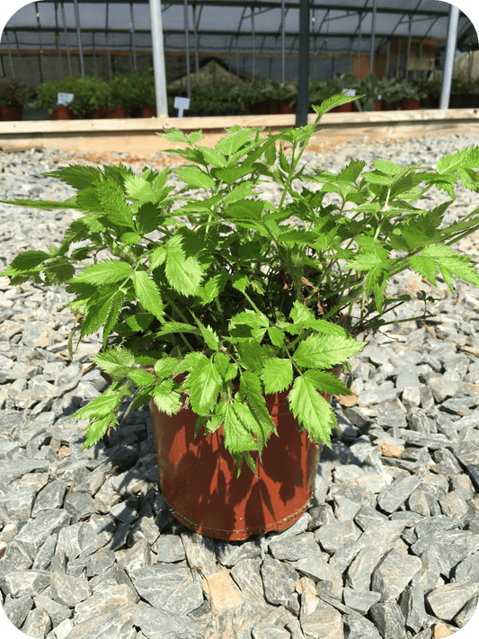 Cat's Pajamas Catmint (Nepeta 'Cat's Pajamas') in Louisville