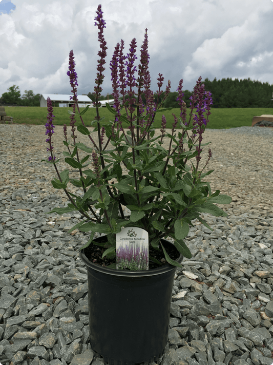 Cat's Pajamas Catmint (Nepeta 'Cat's Pajamas') in Louisville